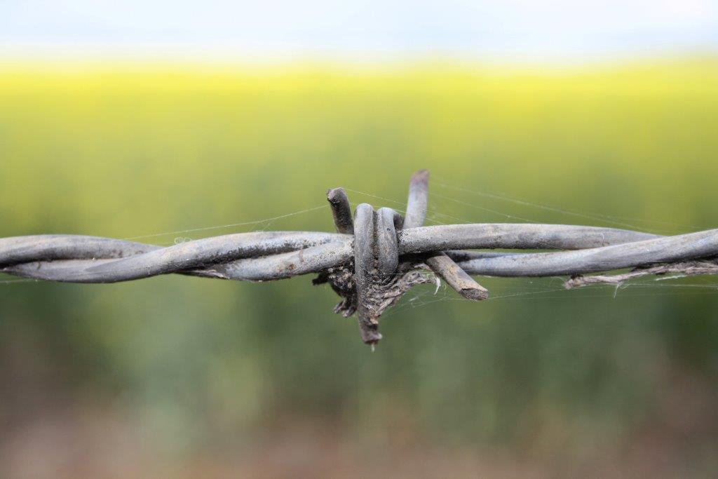 barbed-fence-wire
