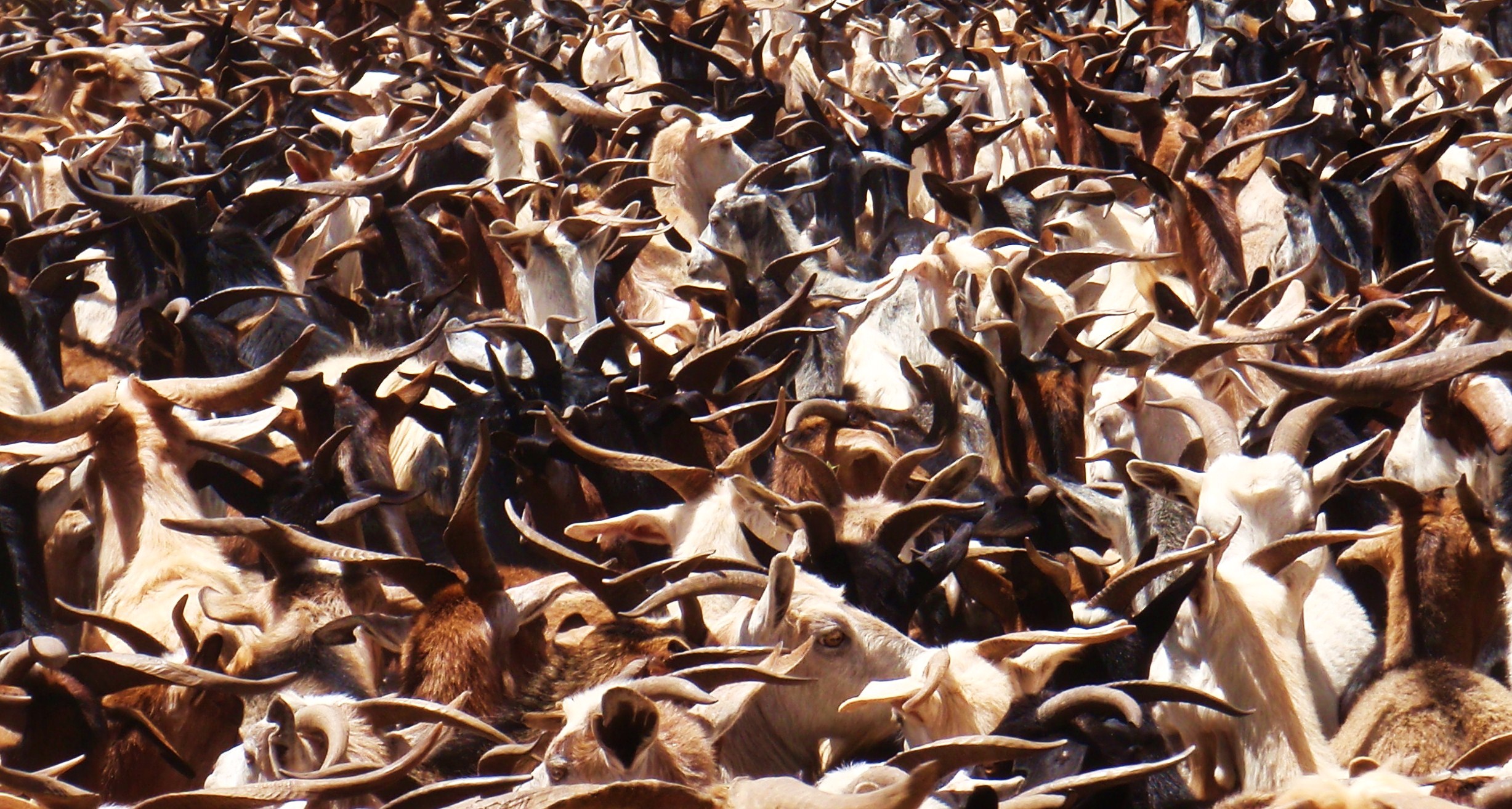 Yarded Rangeland goats ready for drafting