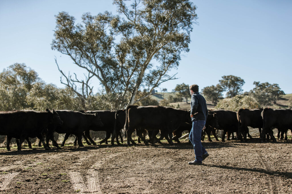 Production, Not Marketing, Drives Trading Cattle Profits