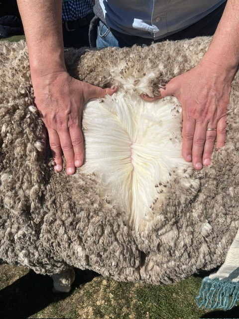 How Fibre Diameter Influences Profitability of Wool Sheep Flocks
