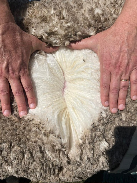 Image of wool